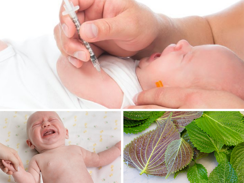 3 tác dụng của lá tía tô với trẻ sơ sinh và cần chú ý gì khi sử dụng?