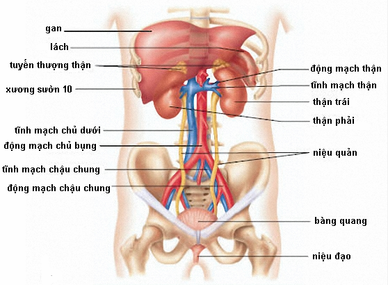 Sơ đồ nội tạng người, những cơn qua vị trí nội tạng cơ thể – NguyenThiThai