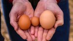 Trứng gà bao nhiêu calo theo kích thước?